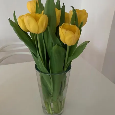 Relax Mit Garten - Lifestyle Am Bodensee, Fahrraeder & Parkplatz Inklusive Appartement Bregenz